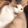 cat-bitting