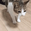 cat-dead