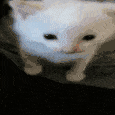 cat-explode