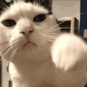 cat-punch