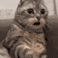 cat-shocked