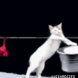 cat-washing-clothes