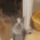 cat-yipee