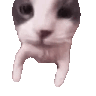 catkiss