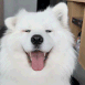 dog-happy-ears