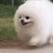 dog-run