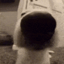 dog-snif