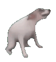 dog_dance