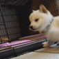doggy-boop