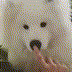 long-doggo-boop