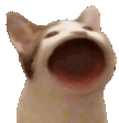 popcat