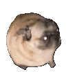 pugdancer