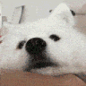 sweetdog