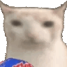 verycat