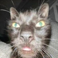 cat-wej