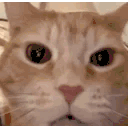 cat2