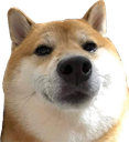 ce-dogelook
