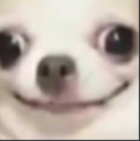 cursed-dog
