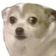 dog-wtf