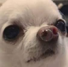 doge-cute