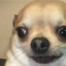 doge-shocked