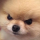 doggy-mad