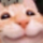 happy-cat