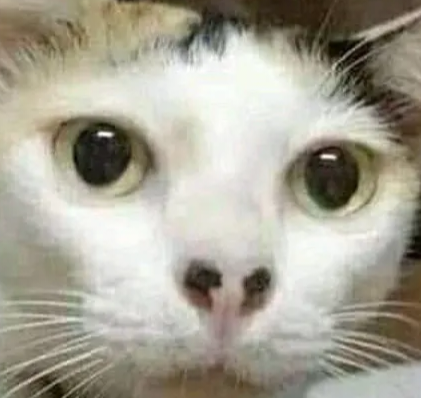 huhcat