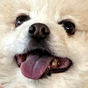 pomhappy