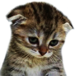 sadcat