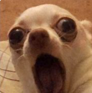 screaming-chihuahua