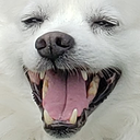 snowball