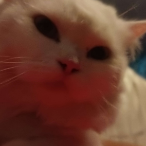 yukistare2